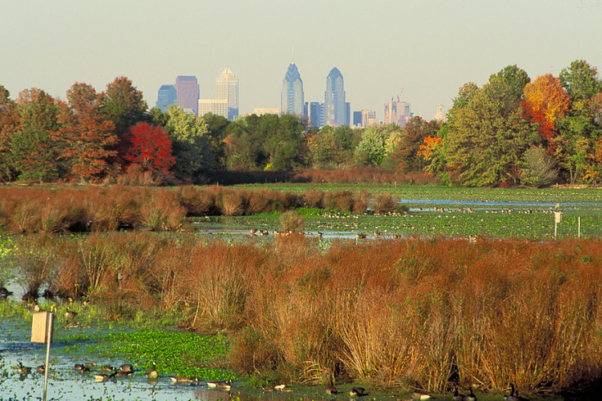 The John Heinz National Wildlife Refuge at Tinicum is a 1000-acre National Wildlife Refuge 45 minutes southeast of Longwood Gardens.