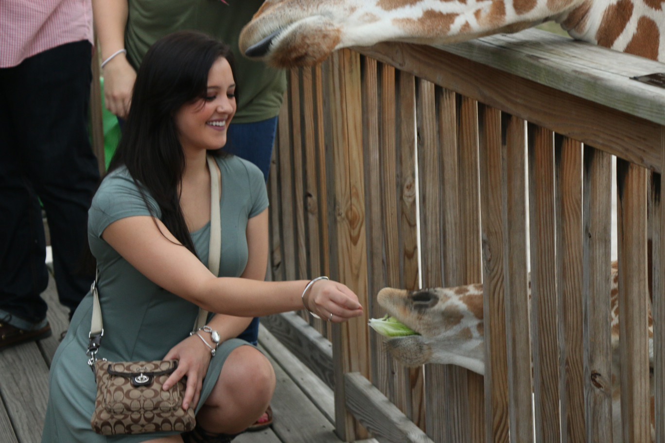 Elmwood Zoo