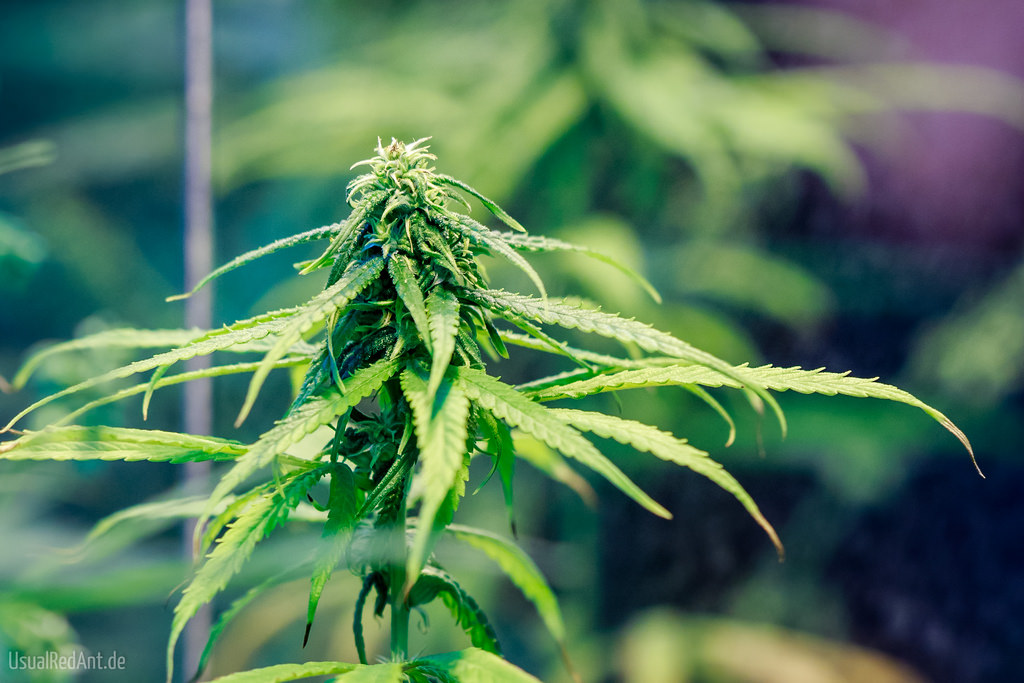 Competition Weeding Out Pennsylvania Medical Marijuana Bidders