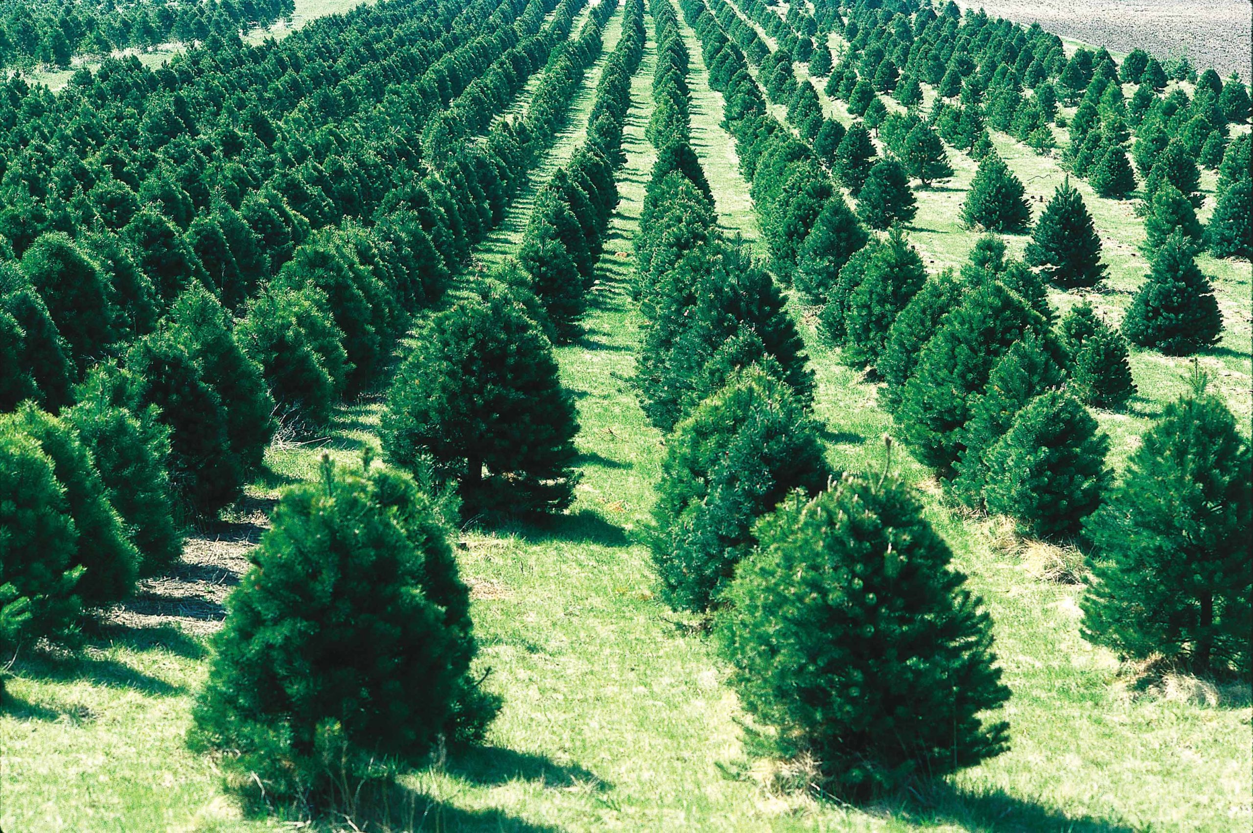 Great Christmas Tree giveaway tomorrow in Norristown