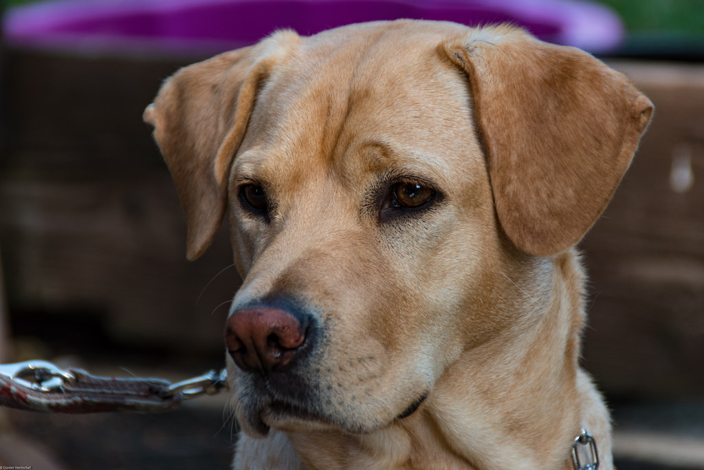 Treat Your Pooch on National Dog Biscuit Day!