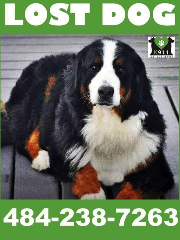 Missing dog, please be on the lookout