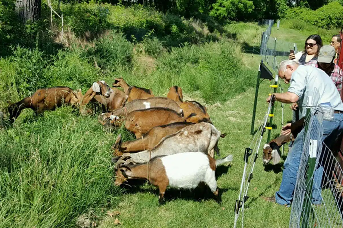 Goats getting to the tough landscaping spots in municipalities across Montco