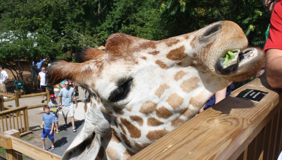 Norristown Area School District takeover at Elmwood Park Zoo