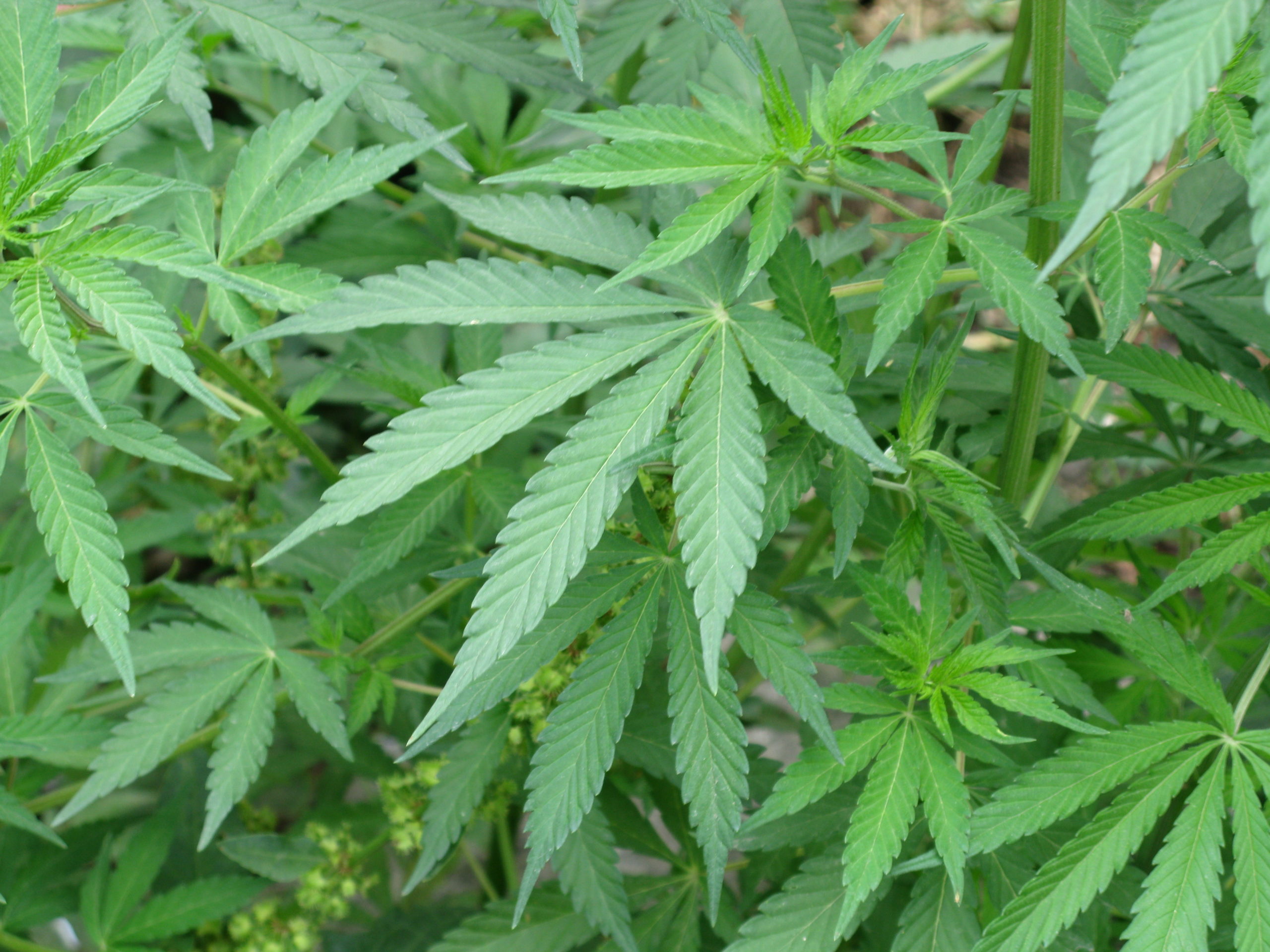 King of Prussia to Welcome Third Medical Marijuana Shop This Week