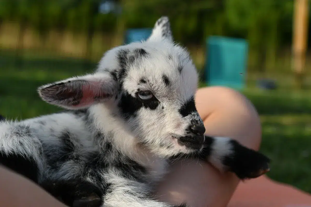 Rose Bridge Farm in Dresher Is Haven for Rescued Farm Animals Waiting for Their Forever Home
