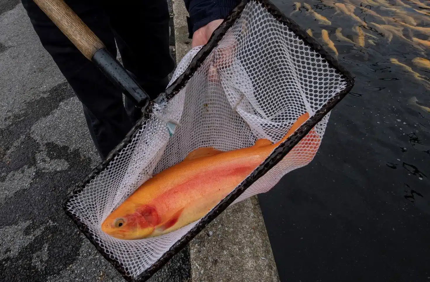 Despite Complaints, Golden Rainbow Trout to Be Introduced to More State Waterways