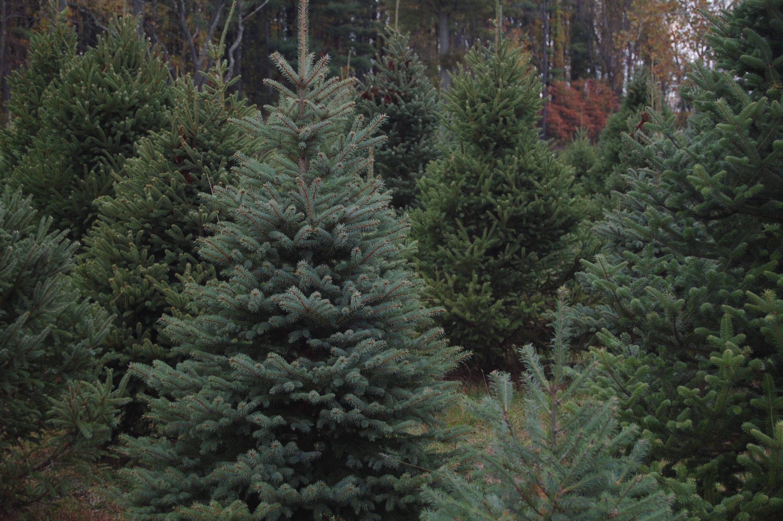 Some Of Region’s Best Places To Find Your Perfect Christmas Tree Are In Montco