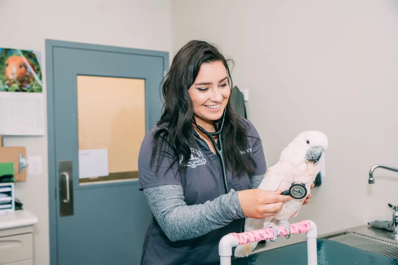 Why the Veterinary Nursing Initiative Matters