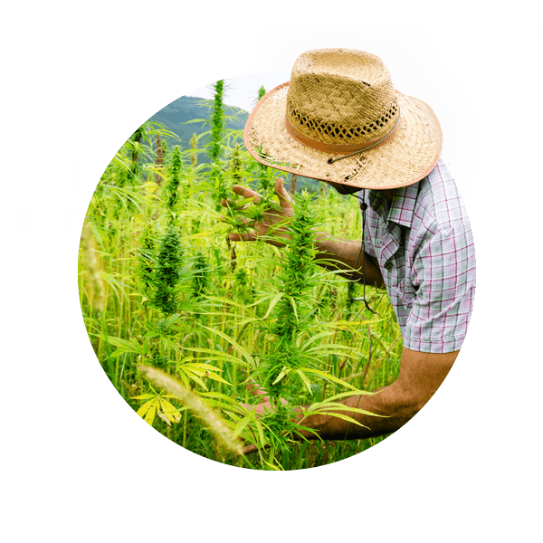 Local Attorney Warns of Possible Drawbacks of New Hemp Rules for Early Farmers