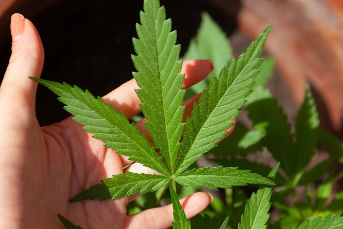 Marijuana Plant - MONTCO Today