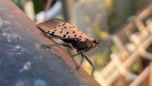 Two Pennsylvania lawmakers are working together to secure $16 million from the USDA to help local farmers combat the spotted lanternfly.
