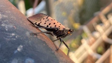 Two Pennsylvania lawmakers are working together to secure $16 million from the USDA to help local farmers combat the spotted lanternfly.