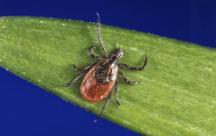 Montgomery County Office of Public Health Official Provides Tips on How to Deal with Tick Bites