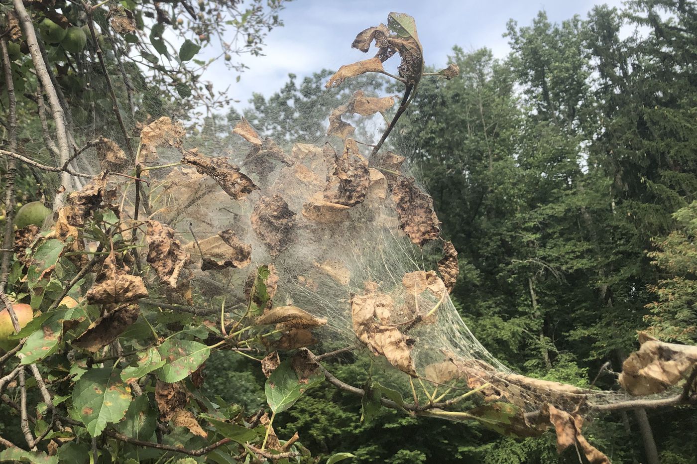 Silky White Webs Dominating Area Landscape Are Work of Native Moth