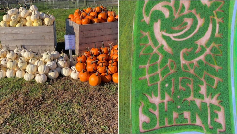 You Do Not Have to Go Far to Enjoy Some of Region’s Best Corn Mazes