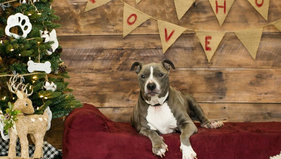 Brandywine Valley SPCA Looking for Families to Welcome Most Overlooked Dogs During Holidays