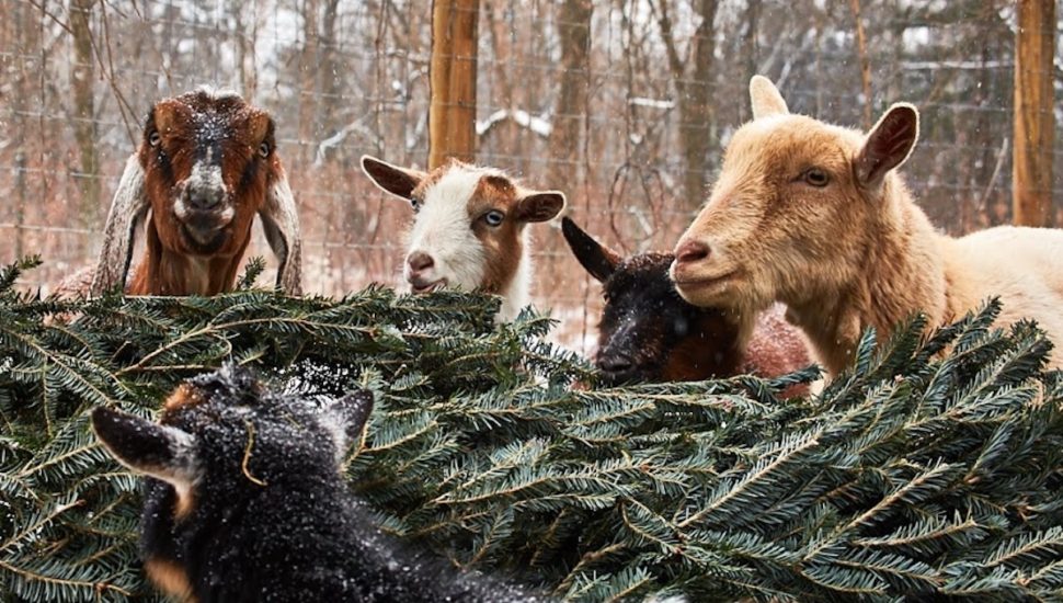Let Goats Feast on Your Christmas Tree by Donating it to Awbury Arboretum