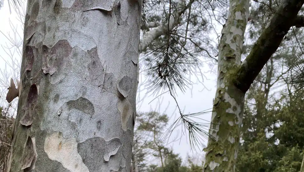 In the Garden with Andrew: The Majestic Pine