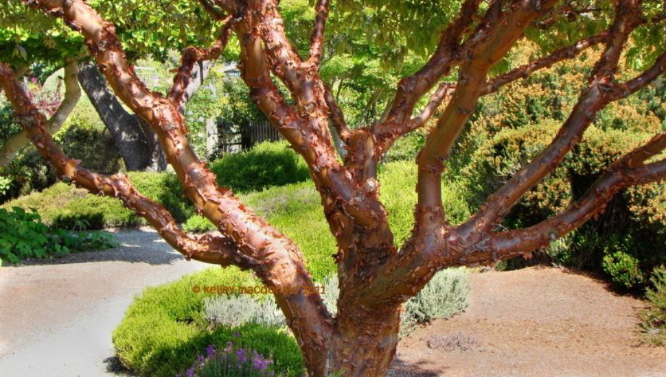 In the Garden with Andrew: The Paperbark Maple Has Perfect Winter Appeal