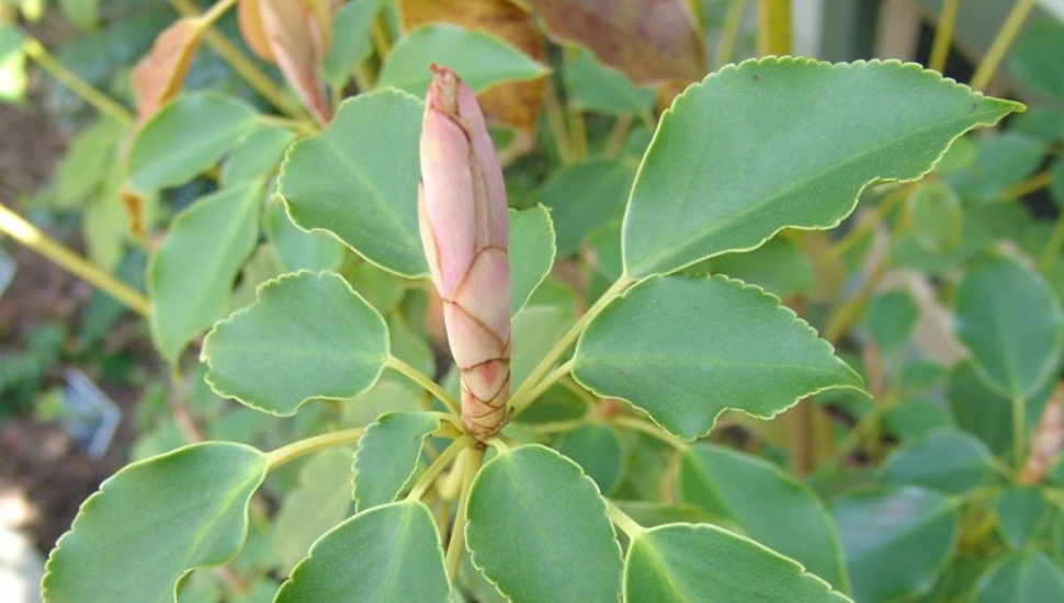 Great Broadleaved Evergreens Montco