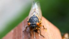 Cicadas in Montgomery County