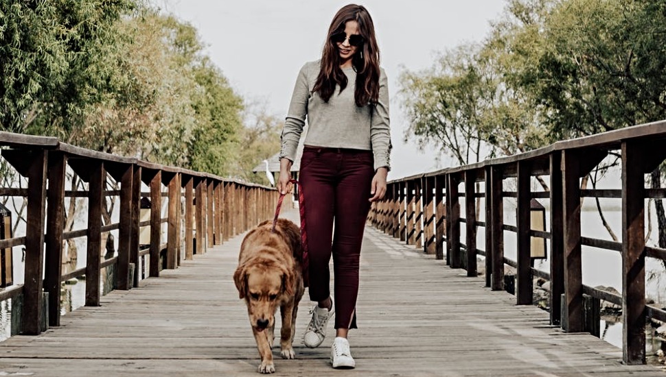 Montco dog trails