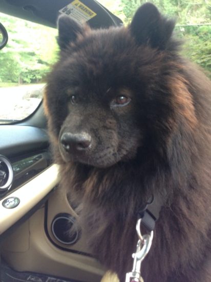 Leo the Chow Dog in the car