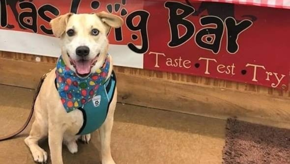 Perk Valley Pet Eatery