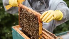 bee swarms beekeeper