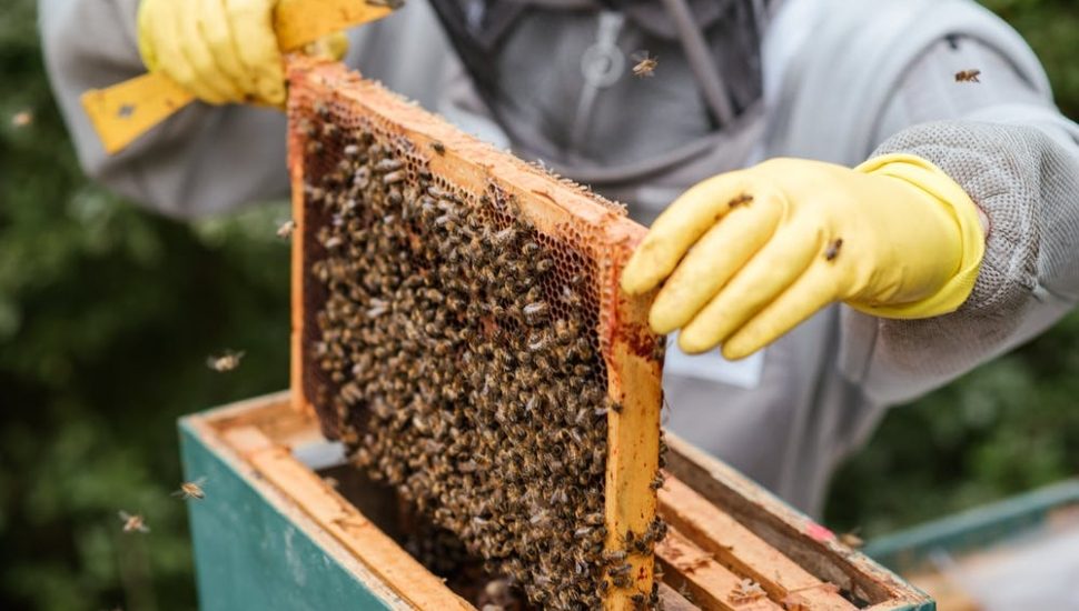 bee swarms beekeeper