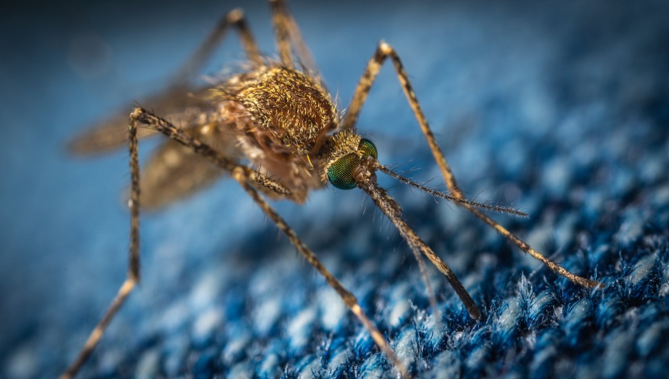 mosquitos in Montco