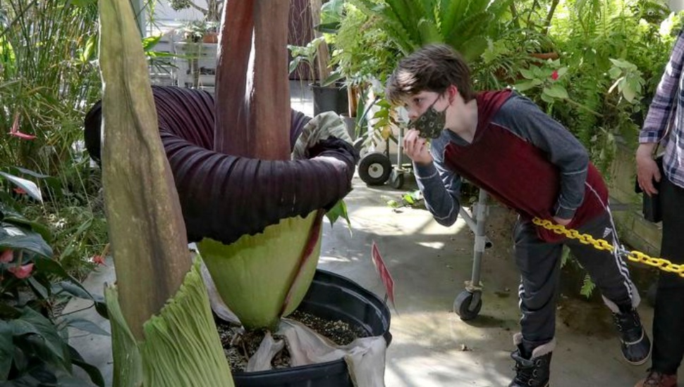 Boy smelling Amorphophallus titanum “the corpse flower ar Ambler Temple