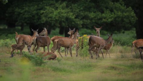 Culling deer herds in Solebury Township