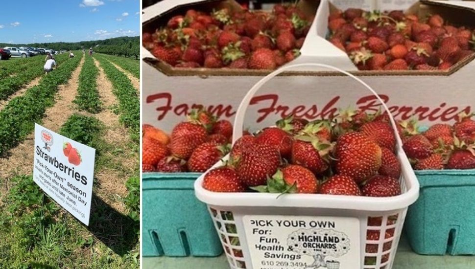 strawberries