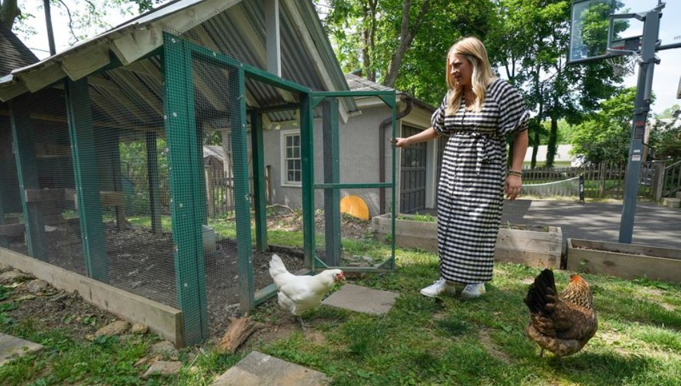 jenkintown colonial chicken coop