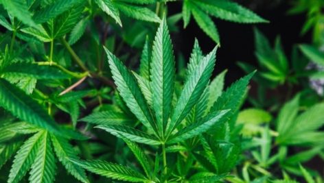 A marijuana plant, pot, cannabis