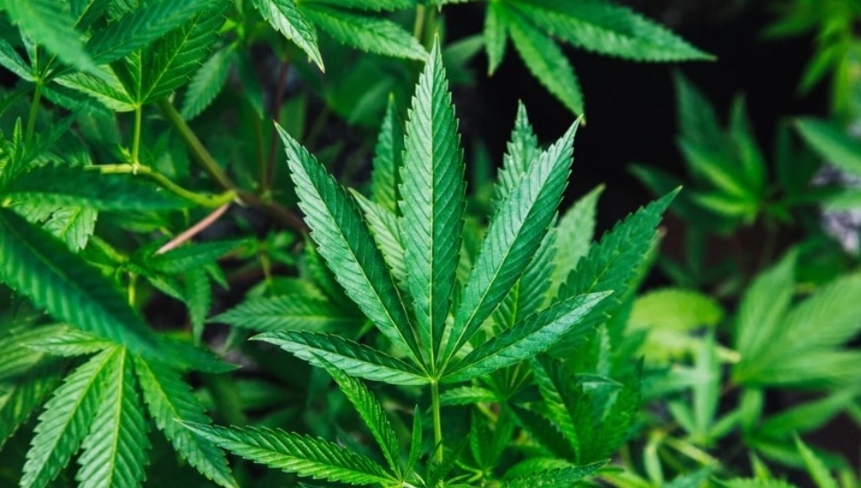 A marijuana plant, pot, cannabis
