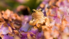 narberth frogs in garden