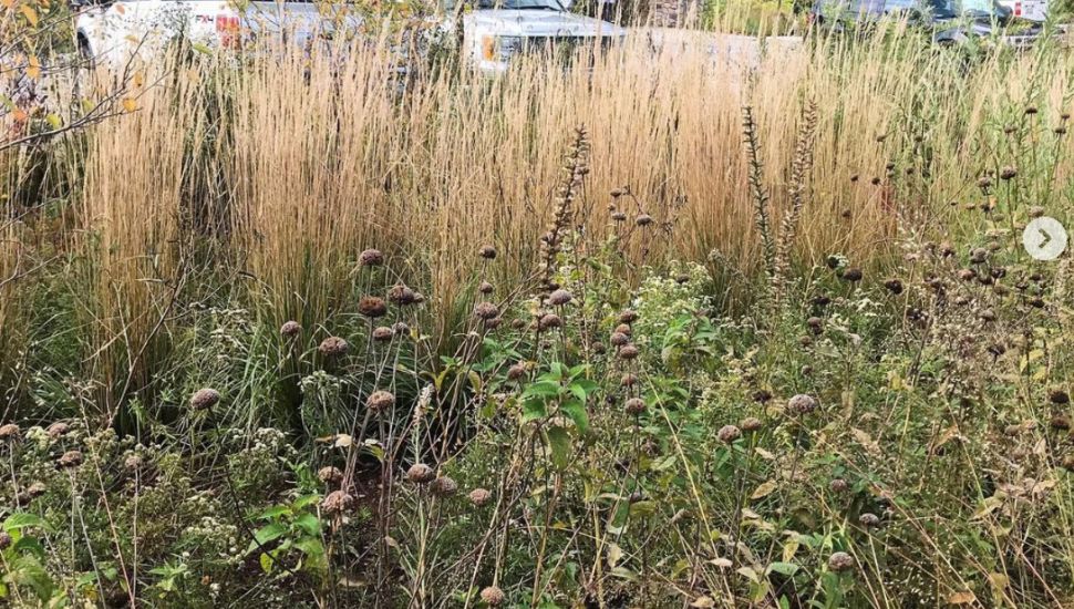 New York Times: Wayne’s Jonathan Alderson Landscape Architects Display Do-It-Yourself Rain Gardens