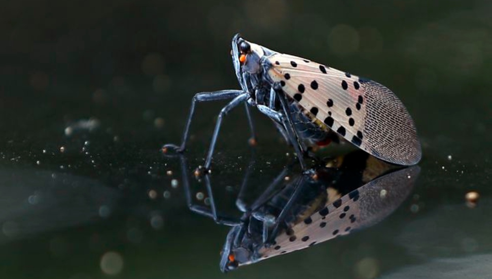 Spotted Lanternfly