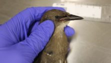 Pennsylvania songbirds mysterious illness