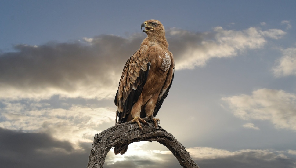 Peregrine Falcon