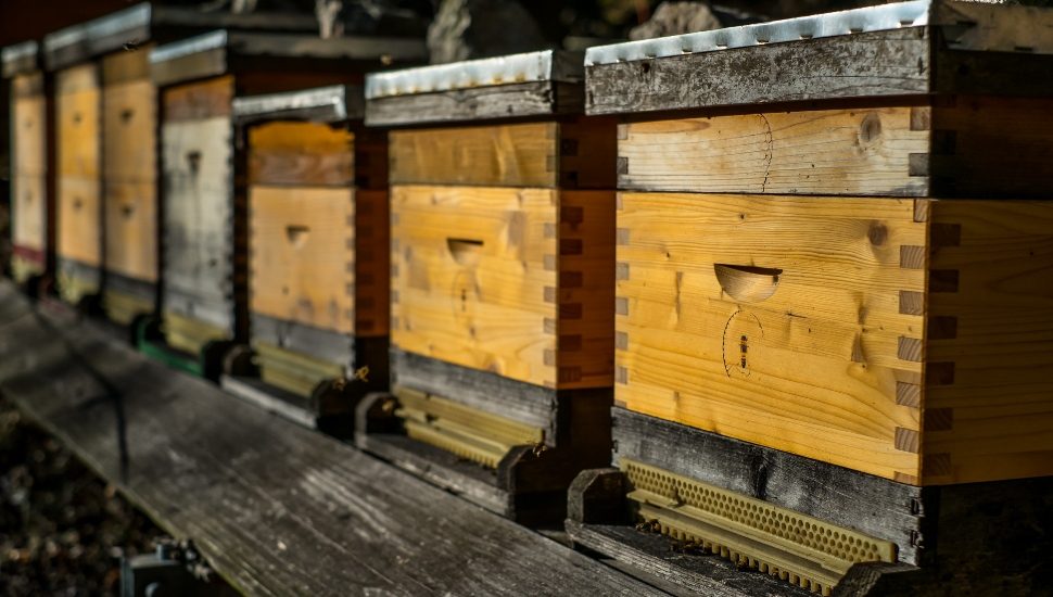 Pennsylvania bees economic impact