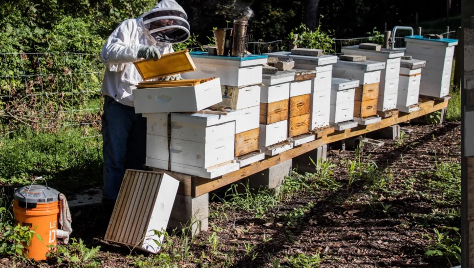 Skippack Residence — A Honey of a Home — Remains Free of Bees