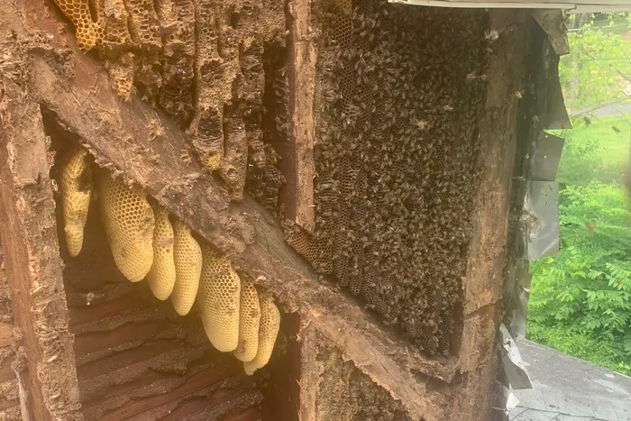photo by Allan Lattanzi bees inside skippack house