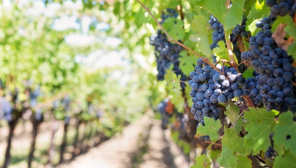 grapes in vineyard