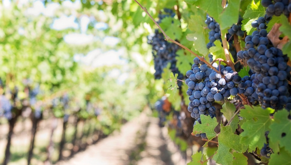 grapes in vineyard