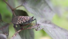 lanternfly in montgomery county