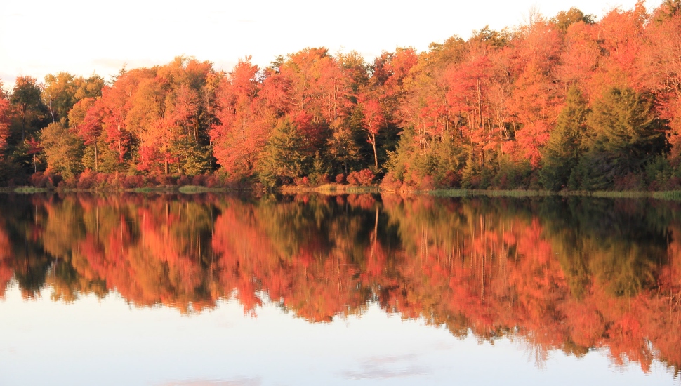 Longwood Gardens Arborist Suggests Tropical Storms May Be Detrimental to Leaf-peeping Season